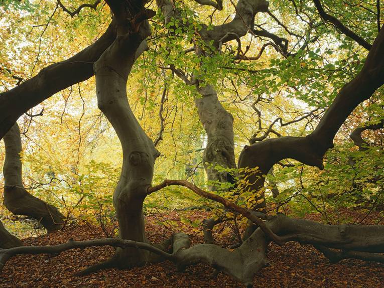 Süntelbuche im Herbst